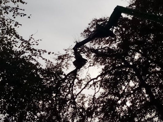 Upward view of tree canopy with crane boom extended into the sky during large tree removal in Aberdeen woodland.