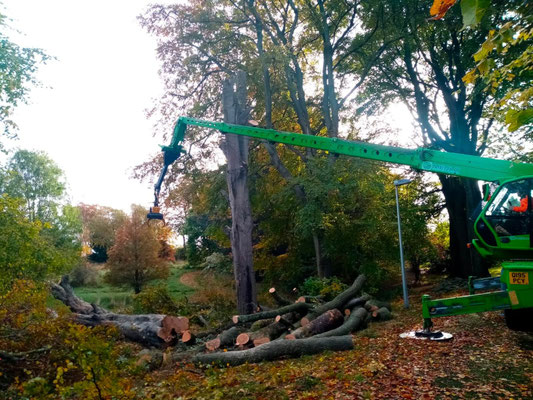 Tree felling and removal in Aberdeen garden with crane in use – professional landscape gardening service.