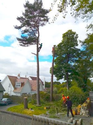 Aberdeen landscape gardener working high in a tree with top still intact, two colleagues on the ground, residential garden tree care