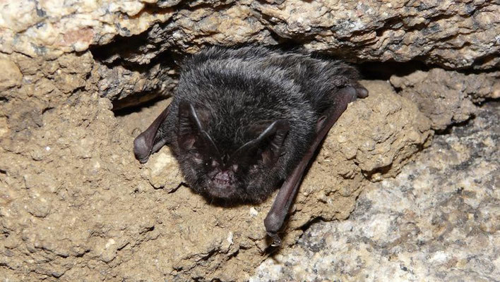 la chauve-souris