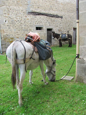 On the way to Compostela with a donkey