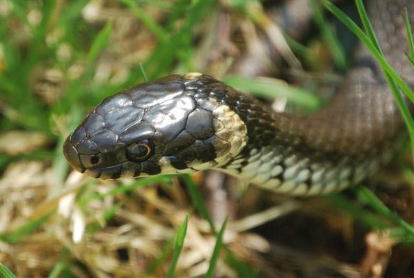 la couleuvre à collier