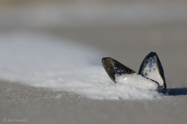 Miesmuschel im Schnee-Sand