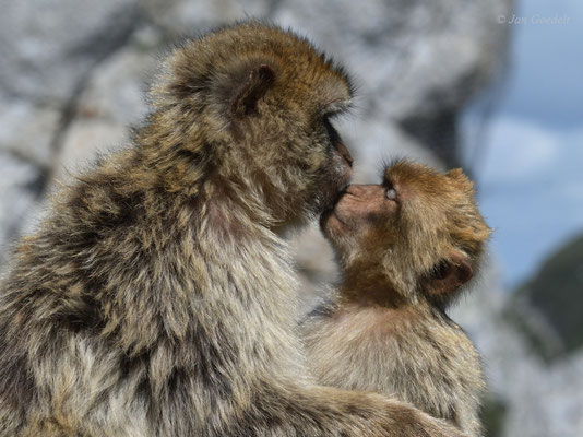 Berberaffen-Kuss zwischen Mutter und Jungtier (mehr Bilder unter "Themenfotos")