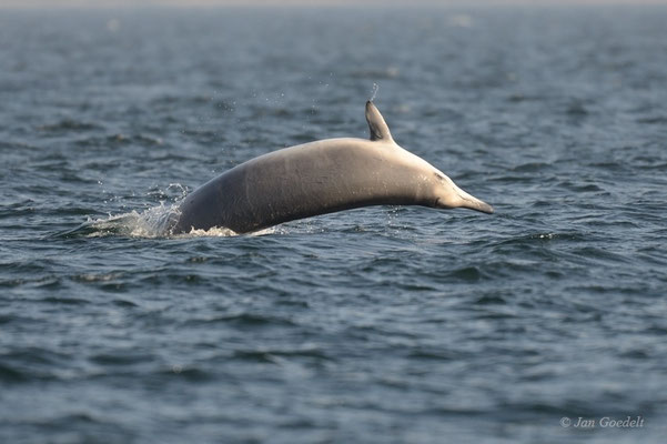 Sowerby-Zweizahnwal springt als sehr seltener Gast in der Ostsee