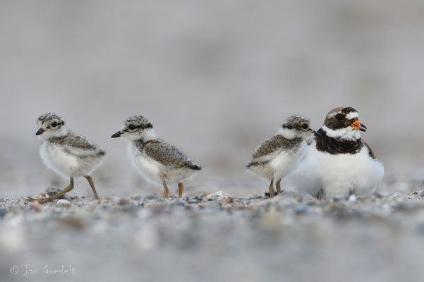 Sandregenpfeifer und seine Jungvögel