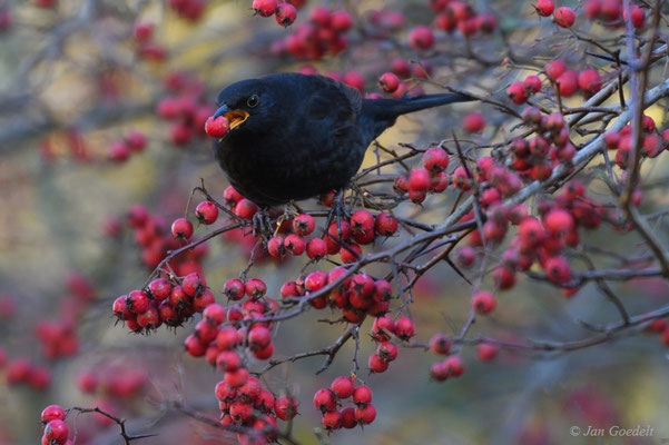 Amsel-Männchen im Beerenrausch