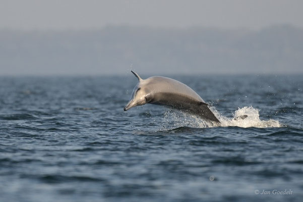 Sowerby-Zweizahnwal springt als sehr seltener Gast in der Ostsee