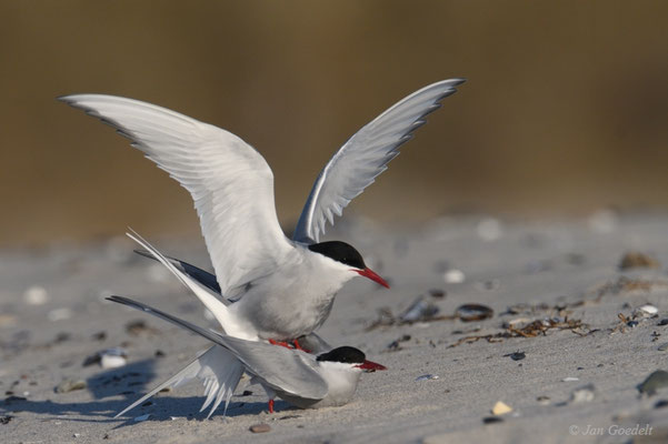 Fotos Von Kustenseeschwalben Von Jan Goedelt Naturfotos Auf Natur Linse De