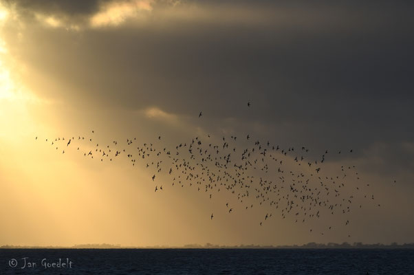 Watvogelschwarm im Sonnenuntergang der Nordsee