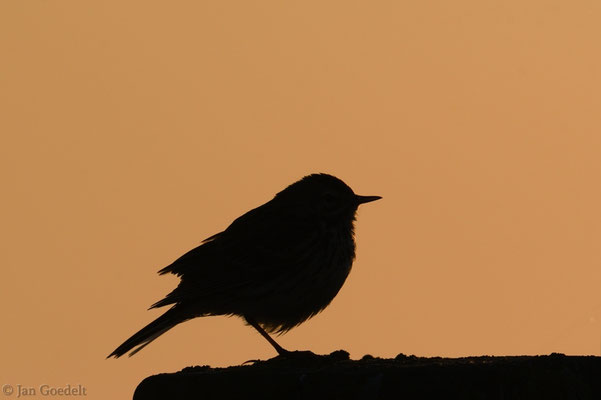 Wiesenpieper im Sonnenaufgang