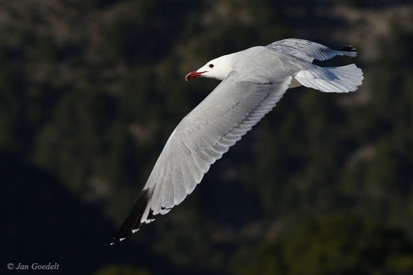 Korallenmöwe im Abflug