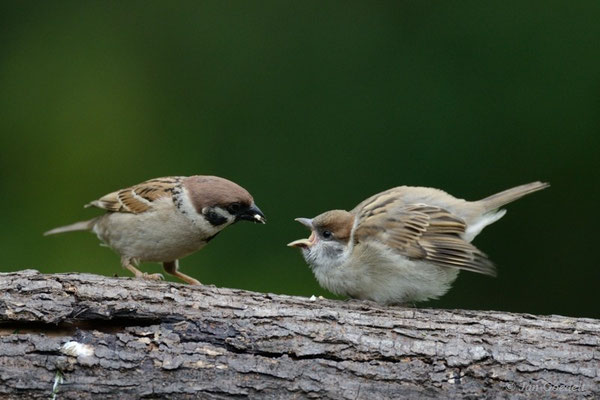 Feldsperling füttert seinen Jungvogel