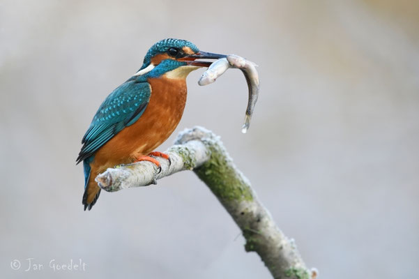 Eisvogel mit doppeltem Fangerfolg (mehr Bilder unter "Themenfotos")