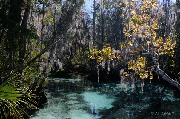 Kristallklares Wasser des Crystal River, Florida