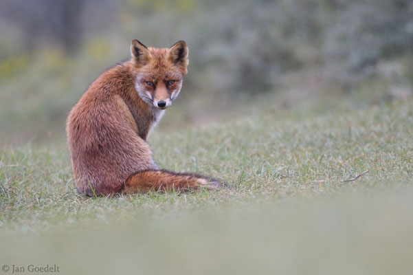 Rotfuchs blickt sich um