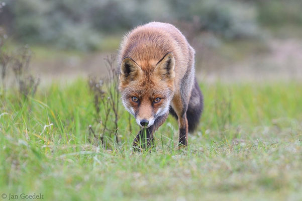 Rotfuchs schnürt auf mich zu