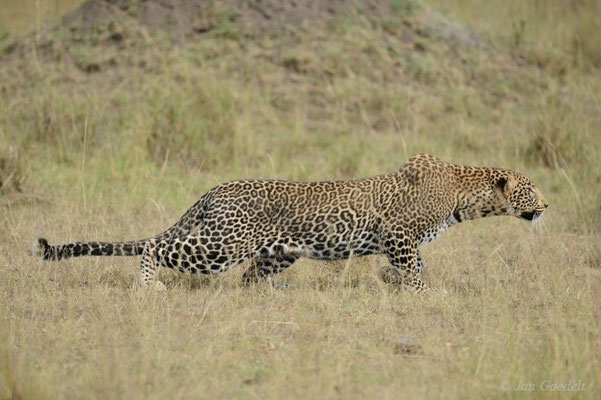 Leopard schleicht sich an Antilopen an, Masai Mara (Kenia)