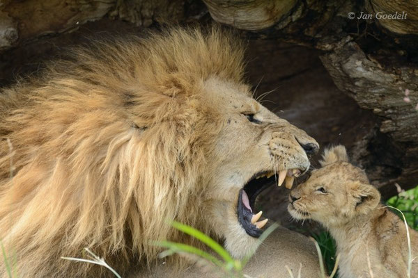 Männlicher Löwe brüllt genervt sein Jungtier an, Masai Mara (Kenia)