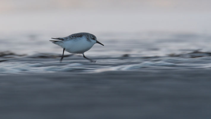 Sanderling im Eiltempo - verwischt!