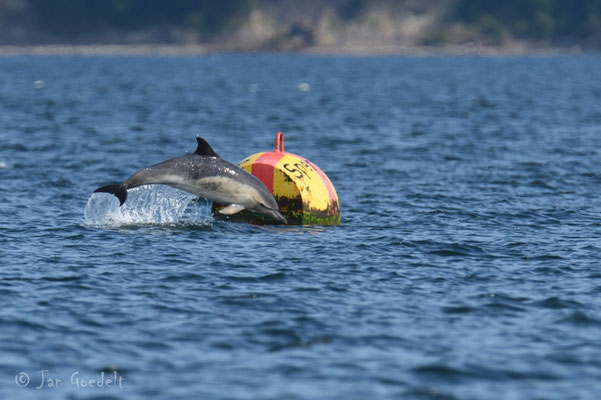 Gemeiner Delfin als sehr seltener Gast in der Ostsee