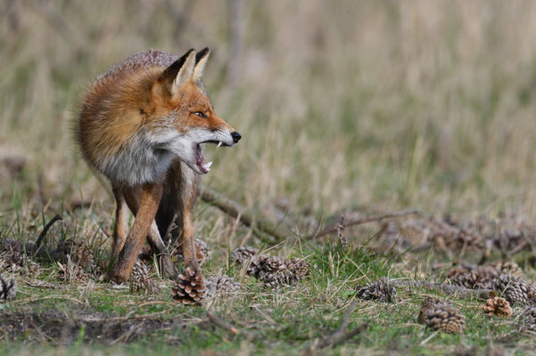 Drohender Rotfuchs