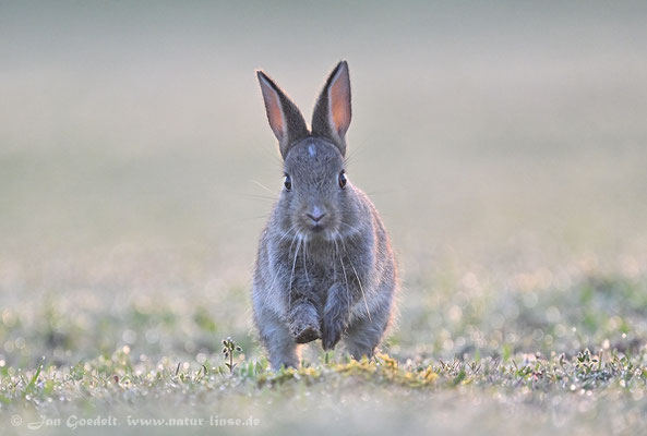 Wildkaninchen