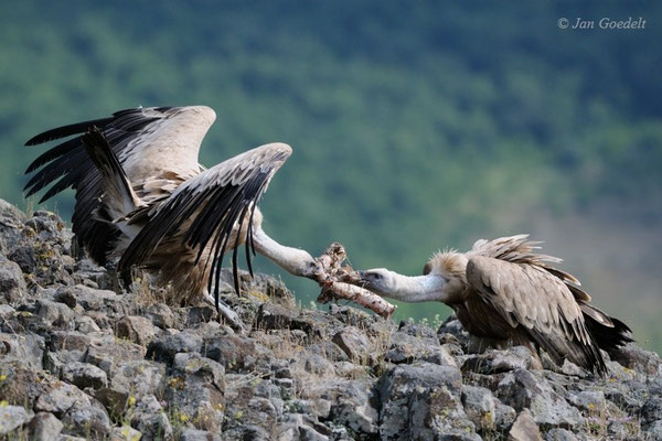 Gänsegeier streiten sich um Aas