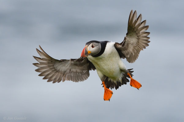 Papageitaucher im Landeanflug