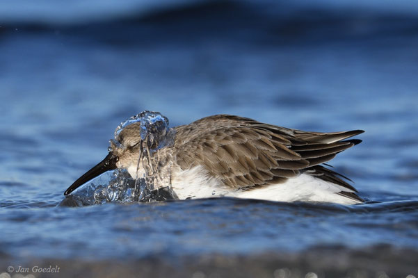 Alpenstrandläufer badet