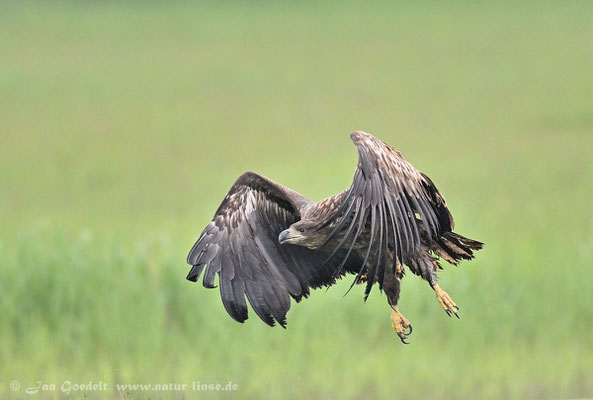Immaturer Seeadler