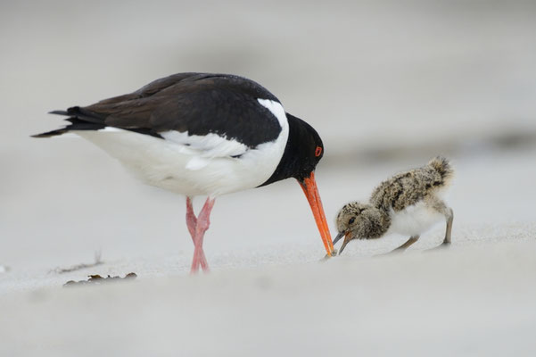 Austernfischer füttert seinen Jungvogel