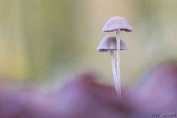 Unbestimmte Pilze im Herbstlaub