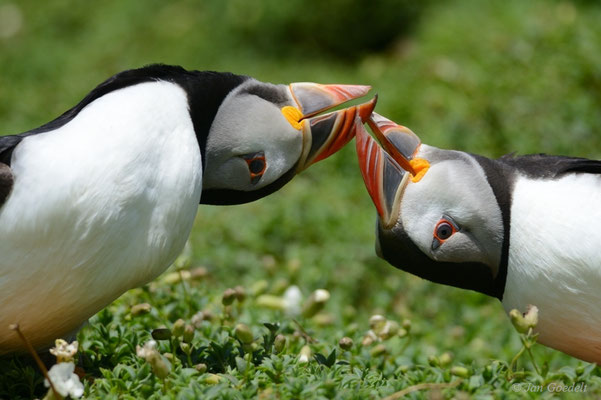 Papageitaucher-Pärchen balzt (mehr Bilder unter "Themenfotos")