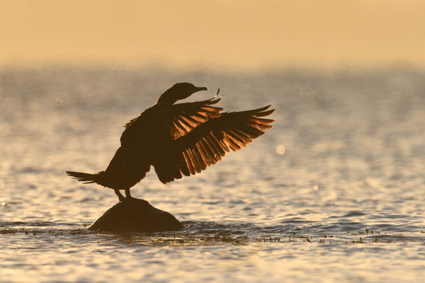 Kormoran schlägt mit seinen Flügeln im Sonnenaufgang