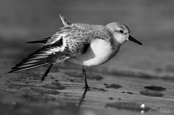 Sanderling flügelt sich