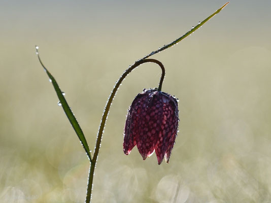 Schachbrettblume im Gegenlicht