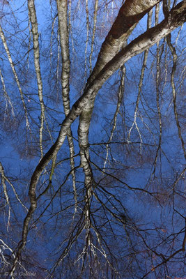 Baumspiegelung in einem Moorsee, Schleswig-Holstein