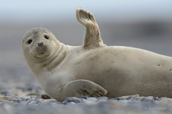 Kegelrobben und Seehunde von Jan Goedelt - naturfotos auf natur-linse.de