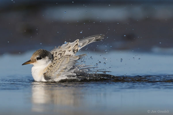 Flügge Zwergseeschwalbe badet