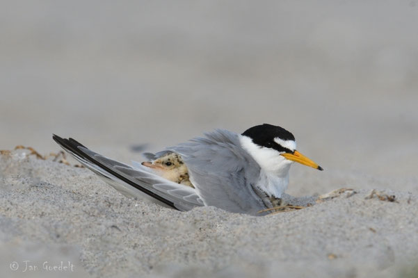 Zwergseeschwalbe hudert seinen Jungvogel