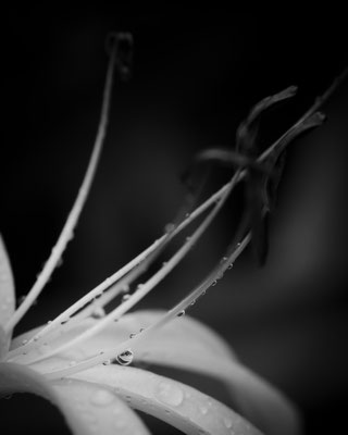 String Lily 