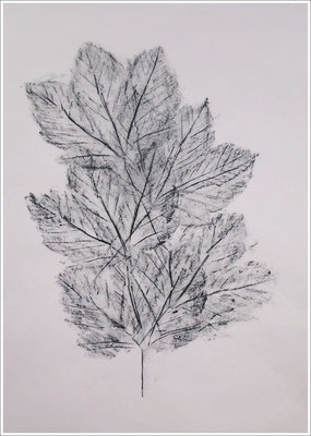 Bleistift auf Transparentpapier, ( Abdruck Blattform ) - 21 cm x 29,7 cm, - 2018 - " Natur "