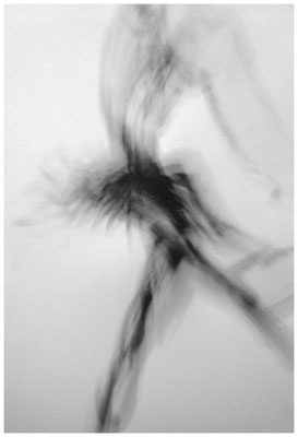 Ballerina (der schwarze Schwan)
