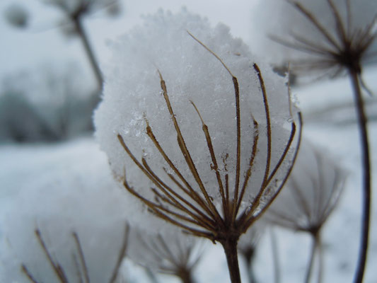 Schneebälle 1