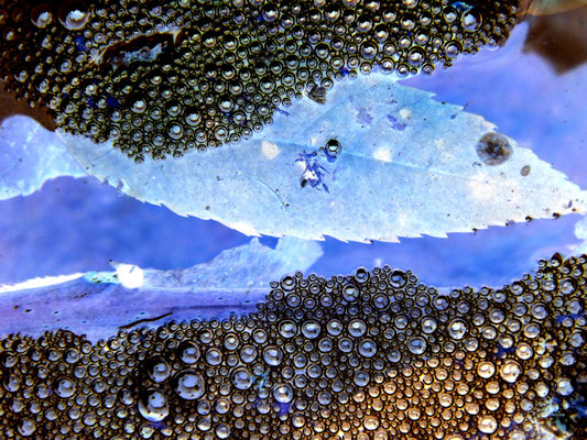 Blatt-Fisch