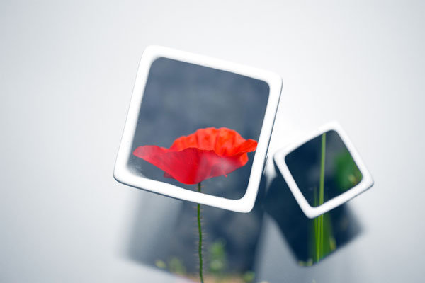 Mohn-Stillleben