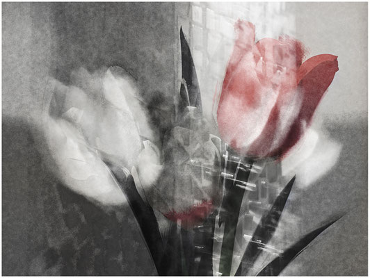 Zeit für Tulpen