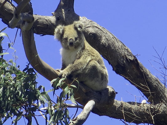 Barbara hat ein Auge für Koalas, hier ist er.
