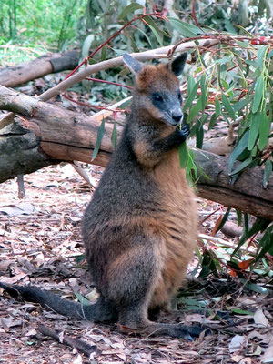Wollaby